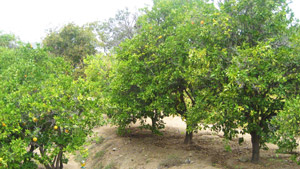 Fruit Tree Grove